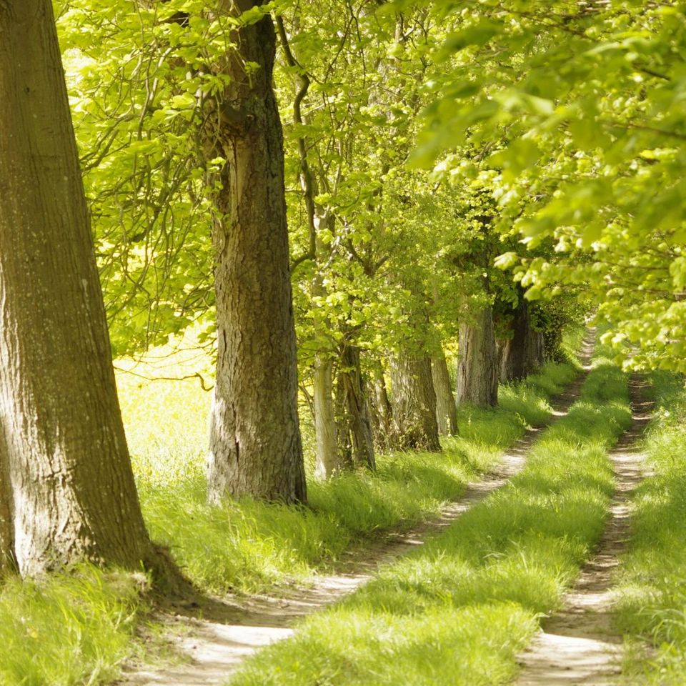 grüne Natur und gesunde Luft - Kur für die Lunge und der Gesundheit